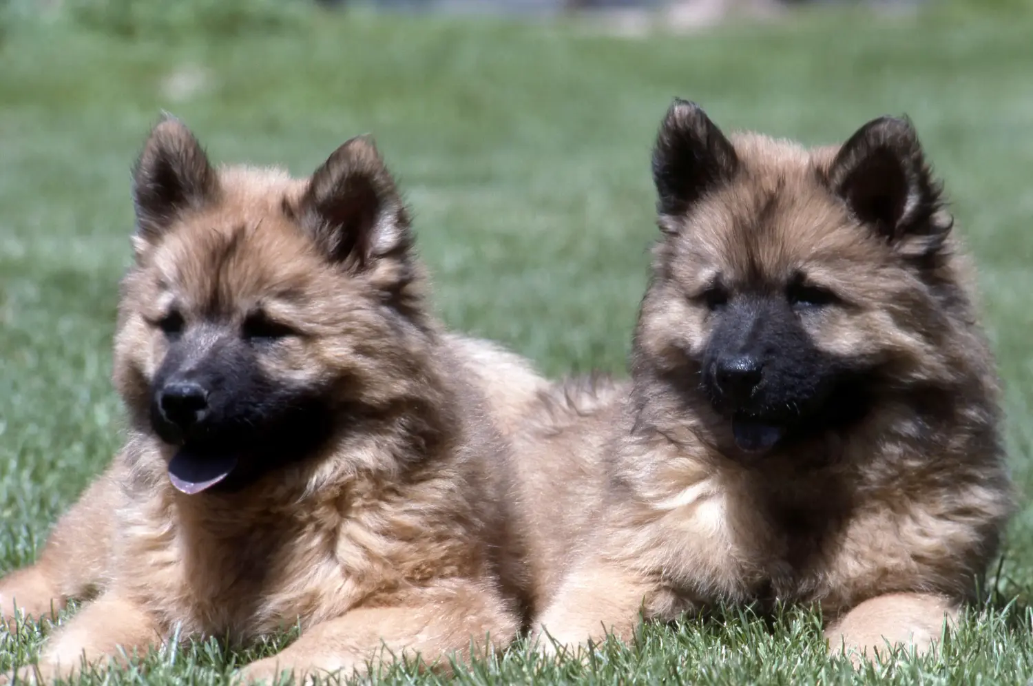 Bir Eurasier yavrusu satın almak sorumluluk almak demektir! Eurasier yavru köpekleri satın alın.