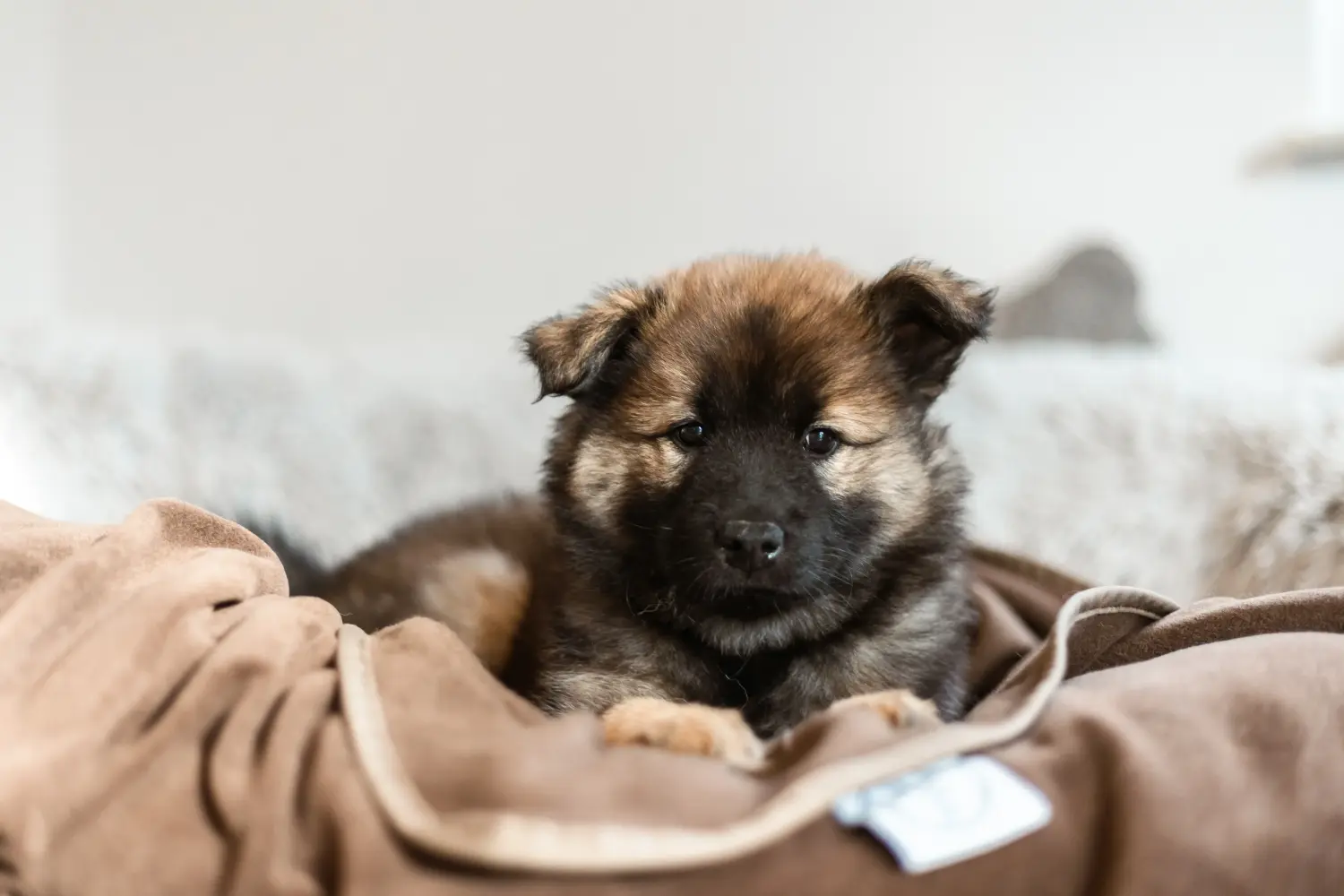 Bir Eurasier yavrusu satın almak sorumluluk almak demektir! Eurasier yavru köpekleri satın alın.
