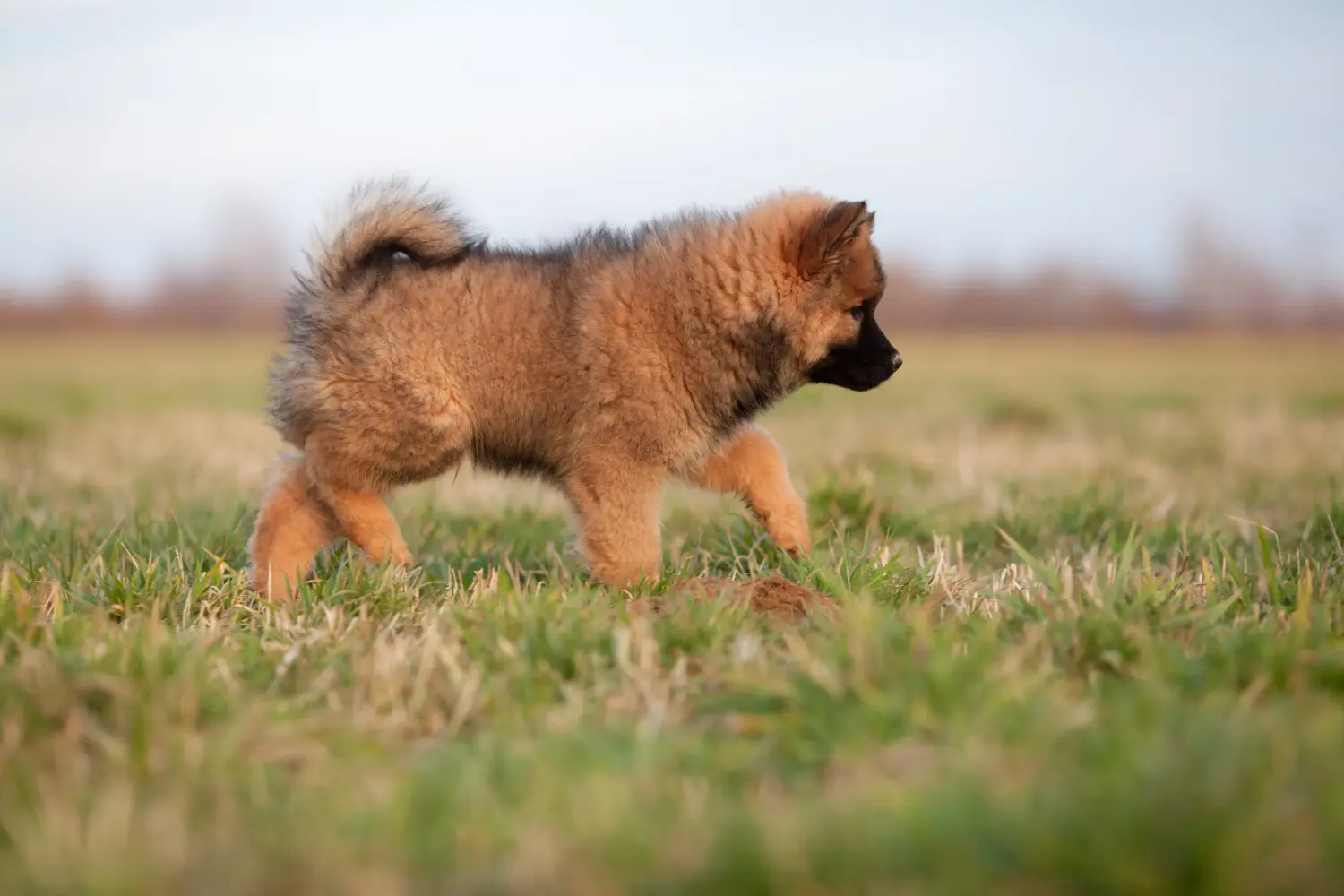 Bir Eurasier yavrusu satın almak sorumluluk almak demektir! Eurasier yavru köpekleri satın alın.