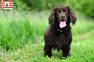 Read more about the article Bremen’de Field Spaniel yetiştiricileri ve köpek yavruları