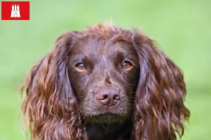 Read more about the article Hamburg’da Field Spaniel yetiştiricileri ve köpek yavruları