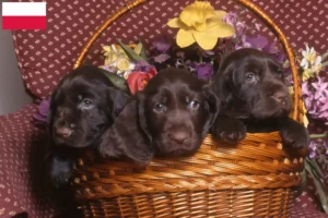 Read more about the article Polonya’da Field Spaniel yetiştiricileri ve köpek yavruları