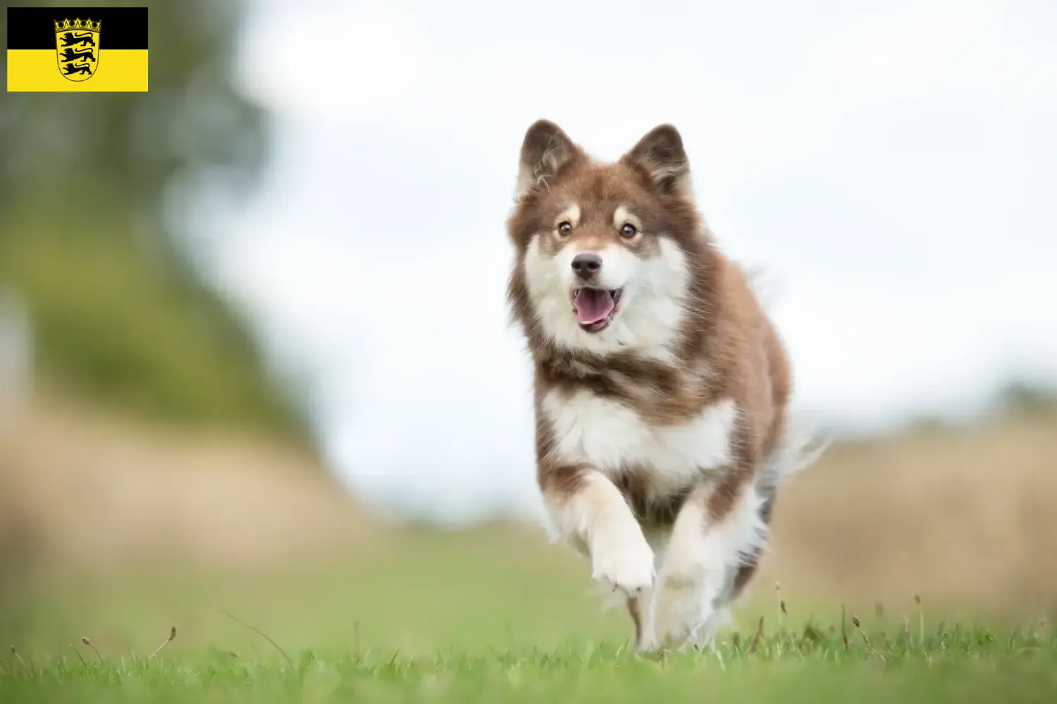 Fin Lapphund yavru köpek ve yetiştiricileri Baden-Württemberg Baden-Württemberg'deki Fin Lapphund yetiştiricilerini burada bulabilirsiniz.