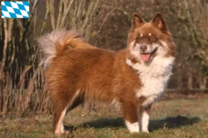 Read more about the article Bavyera’da Fin Lapphund yetiştiricileri ve köpek yavruları