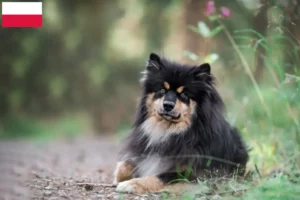 Read more about the article Polonya’da Fin Lapphund yetiştiricileri ve köpek yavruları