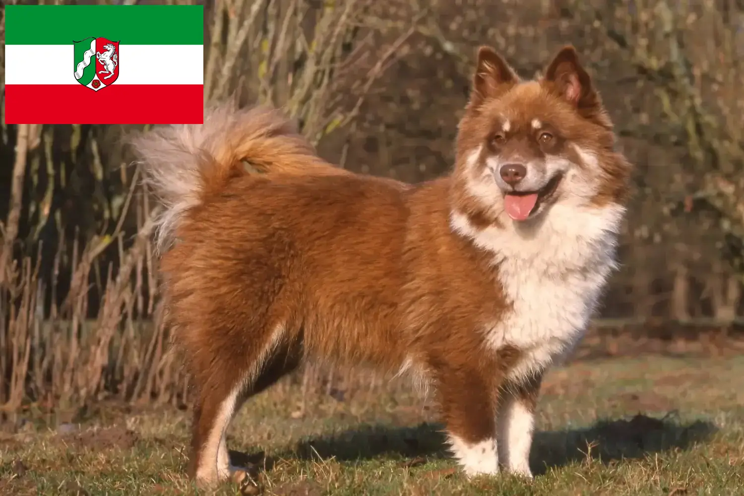 Read more about the article Kuzey Ren-Vestfalya’da Fin Lapphund yetiştiricileri ve köpek yavruları