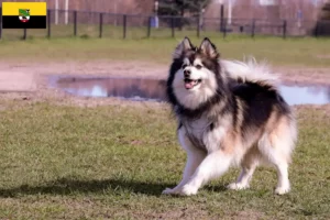 Read more about the article Saxony-Anhalt’da Fin Lapphund yetiştiricileri ve köpek yavruları
