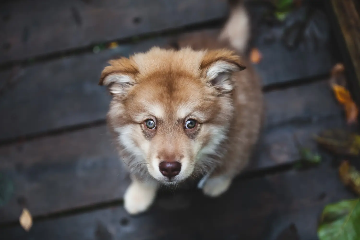 Bir Fin Lapphund yavrusu satın almak sorumluluk almak demektir! Fin Lapphund yavru köpekleri satın alın.