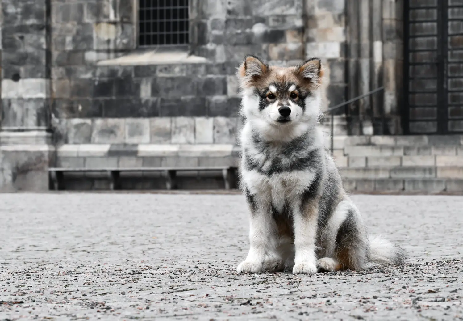Bir Fin Lapphund yavrusu satın almak sorumluluk almak demektir! Fin Lapphund yavru köpekleri satın alın.