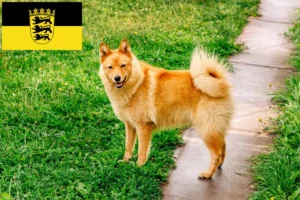Read more about the article Baden-Württemberg’de Finnenspitz yetiştiricileri ve köpek yavruları