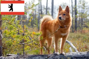 Read more about the article Berlin’de Finnenspitz yetiştiricileri ve köpek yavruları