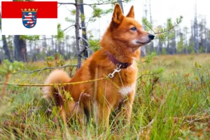 Read more about the article Hessen’de Finnenspitz yetiştiricileri ve köpek yavruları