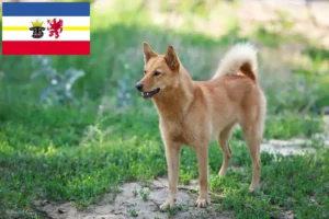 Read more about the article Mecklenburg-Vorpommern’de Finnenspitz yetiştiricileri ve köpek yavruları