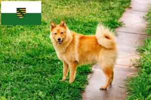 Read more about the article Saksonya’da Finnenspitz yetiştiricileri ve köpek yavruları