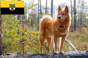 Read more about the article Saksonya-Anhalt’da Finnenspitz yetiştiricileri ve köpek yavruları