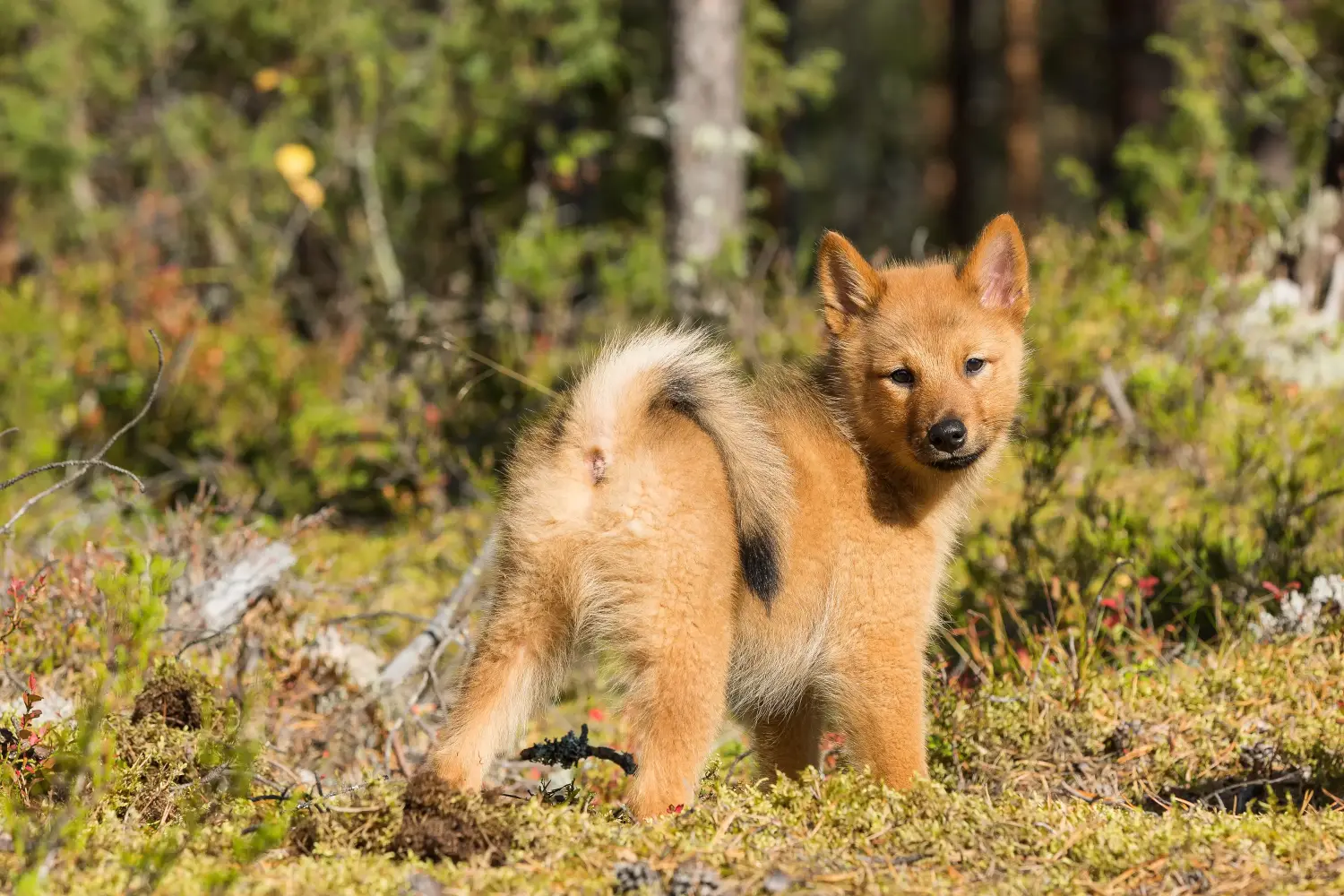 Bir Finnspitz yavrusu satın almak sorumluluk almak demektir! Finnspitz yavru köpekleri satın alın.