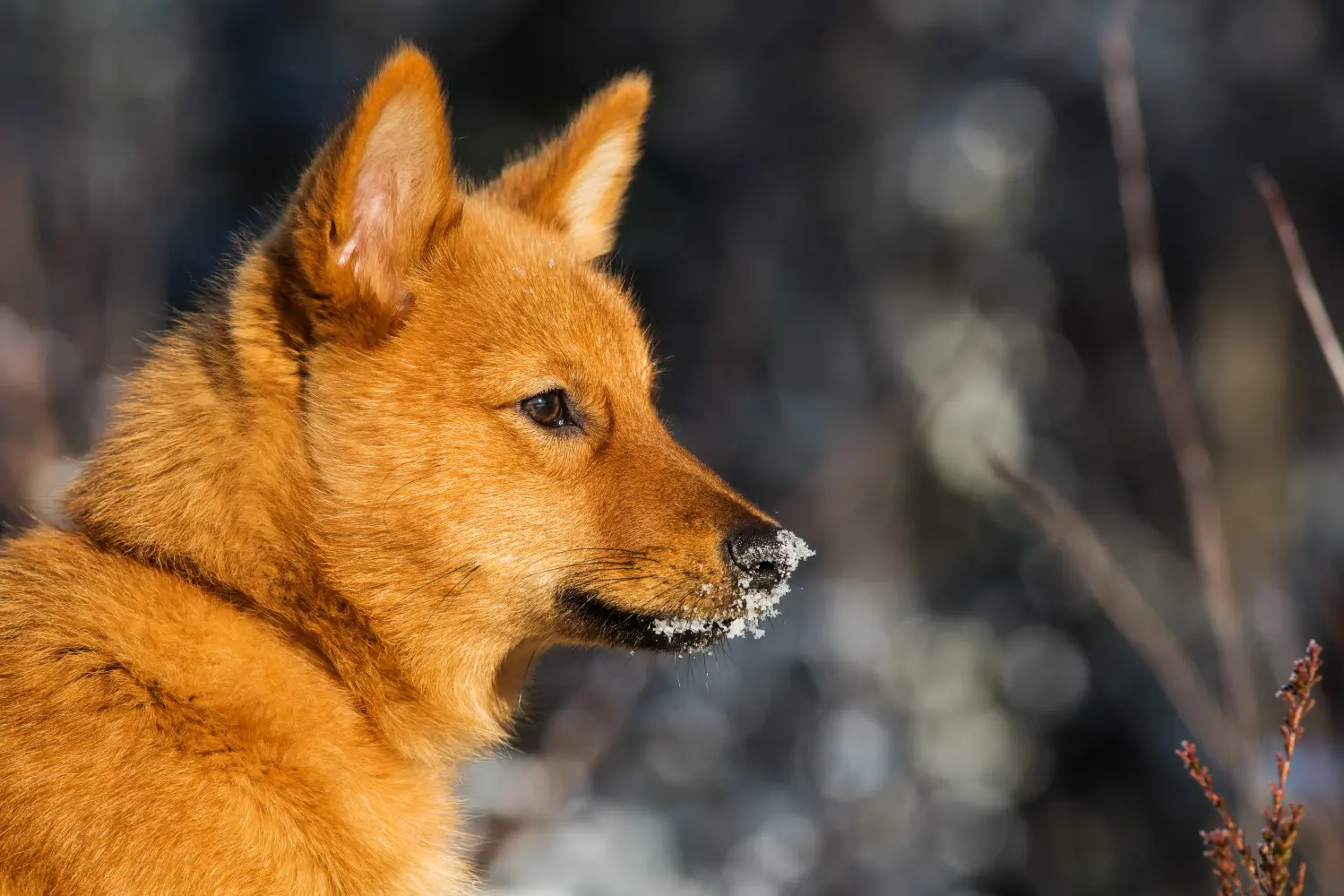Bir Finnspitz yavrusu satın almak sorumluluk almak demektir! Finnspitz yavru köpekleri satın alın.
