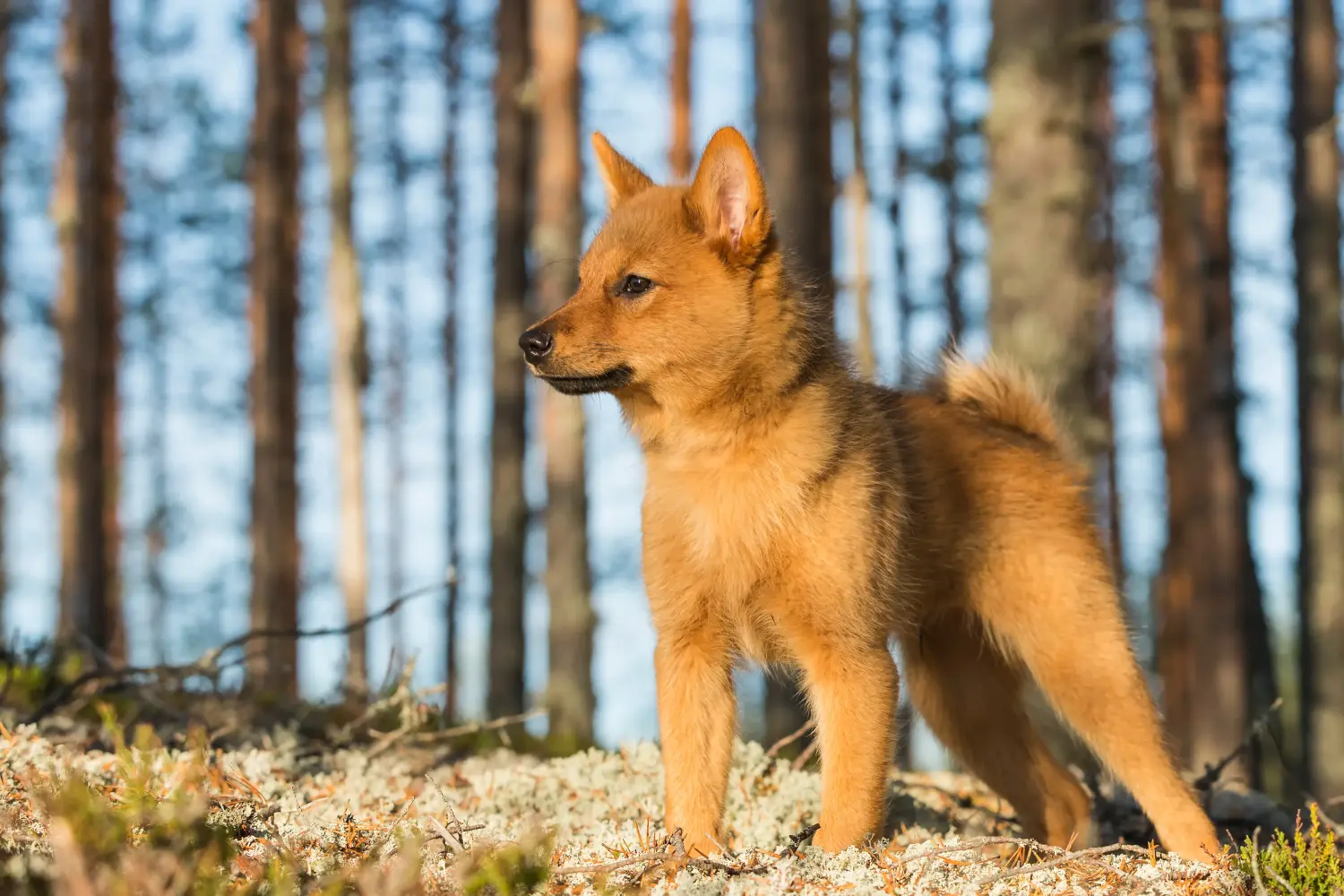 Bir Finnspitz yavrusu satın almak sorumluluk almak demektir! Finnspitz yavru köpekleri satın alın.