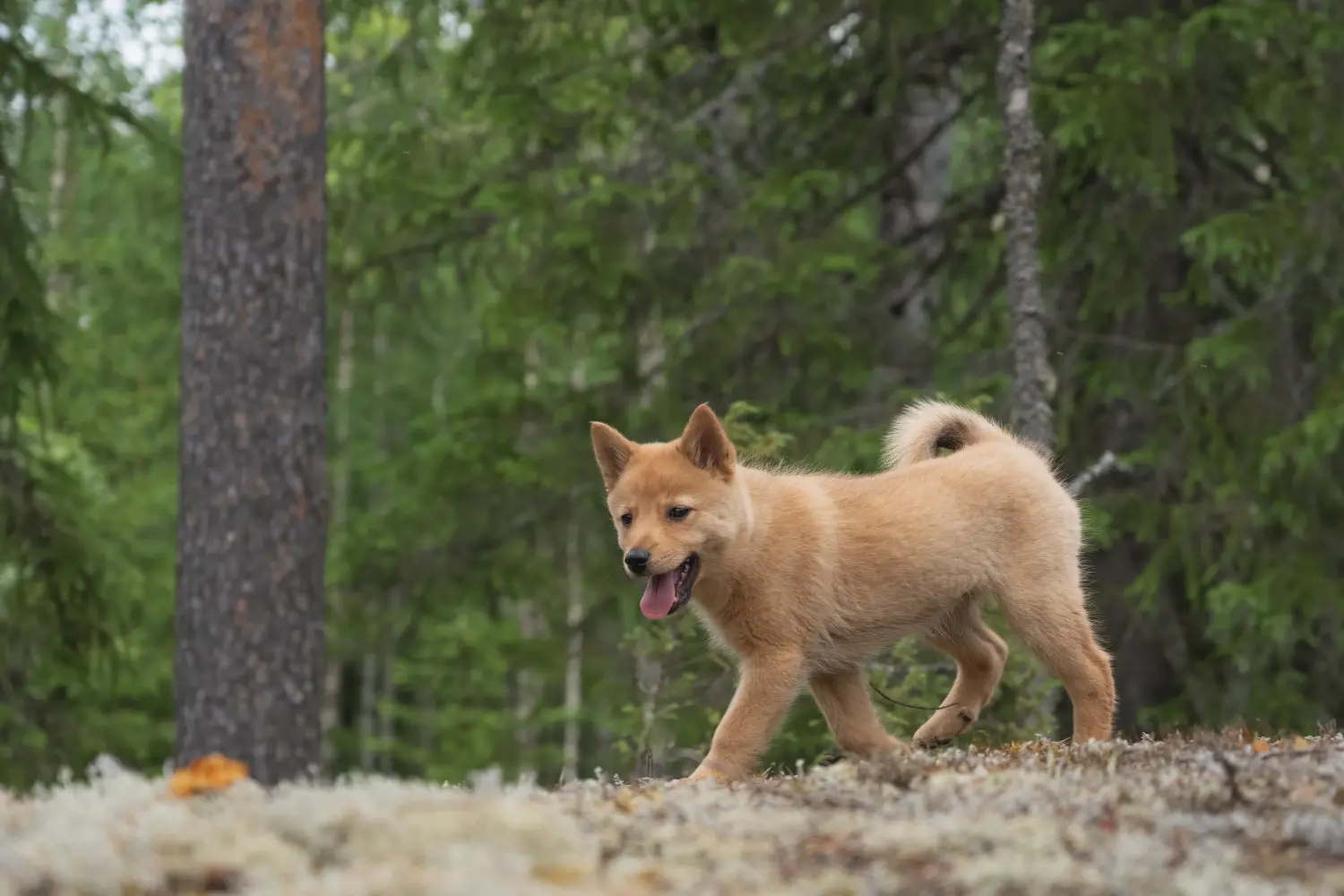 Bir Finnspitz yavrusu satın almak sorumluluk almak demektir! Finnspitz yavru köpekleri satın alın.
