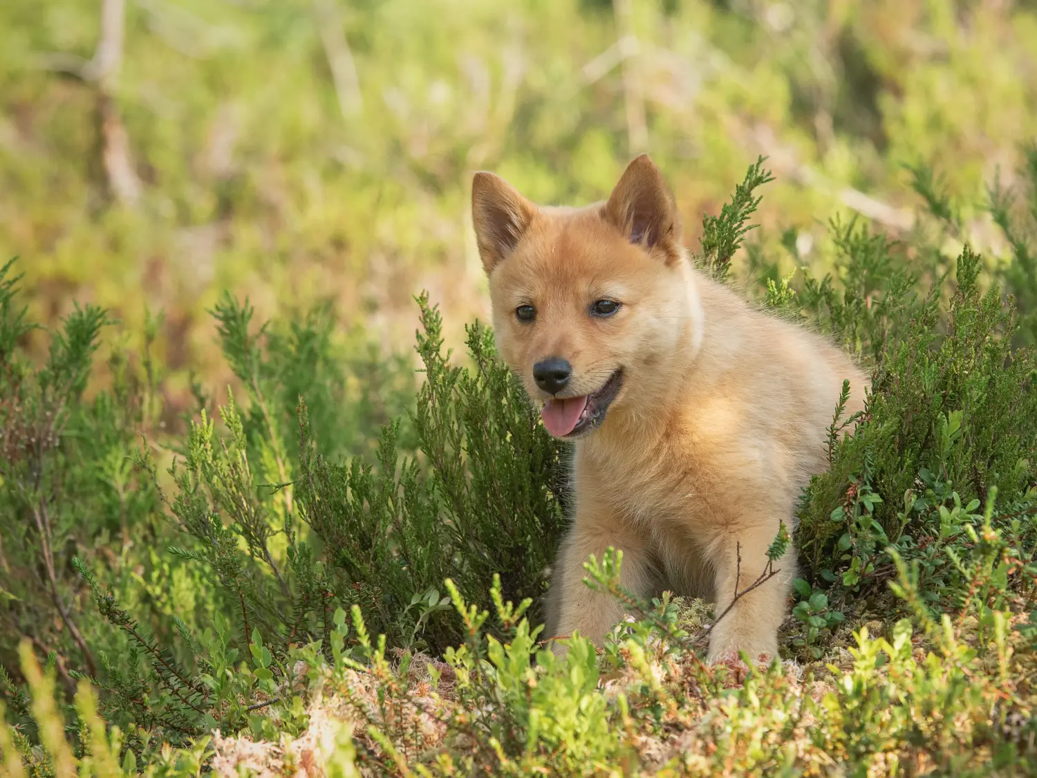 Bir Finnspitz yavrusu satın almak sorumluluk almak demektir! Finnspitz yavru köpekleri satın alın.