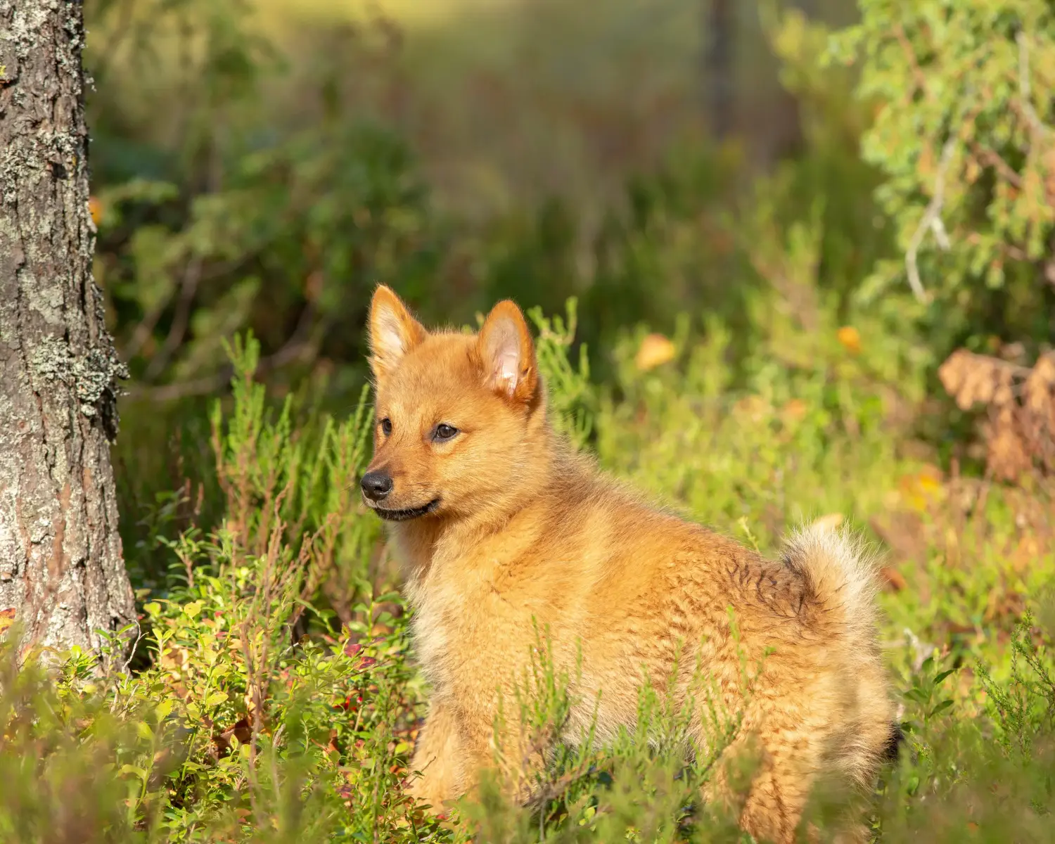 Bir Finnspitz yavrusu satın almak sorumluluk almak demektir! Finnspitz yavru köpekleri satın alın.