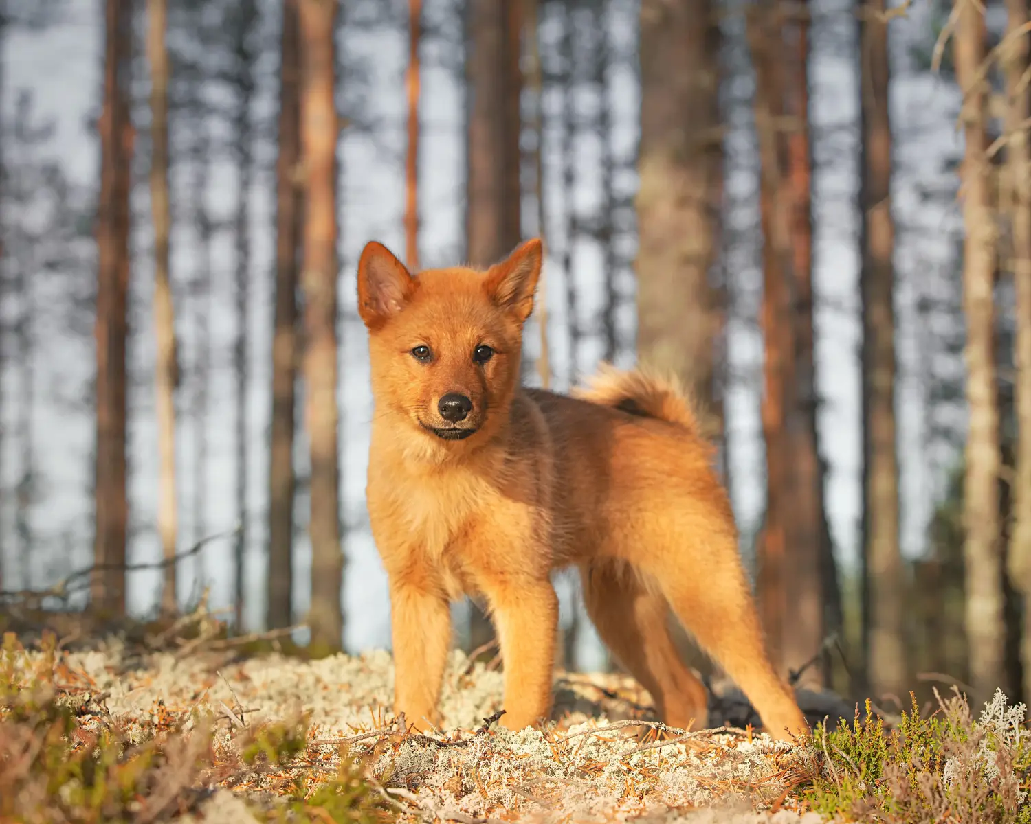 Bir Finnspitz yavrusu satın almak sorumluluk almak demektir! Finnspitz yavru köpekleri satın alın.