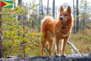 Read more about the article Guyana’daki Finspitz yetiştiricileri ve köpek yavruları