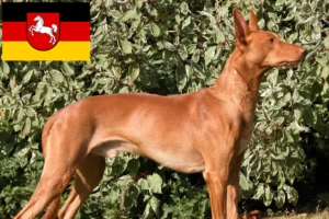 Read more about the article Aşağı Saksonya’daki Firavun köpeği yetiştiricileri ve yavruları