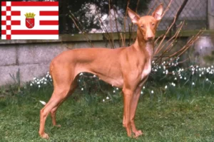 Read more about the article Bremen’de Firavun köpeği yetiştiricisi ve yavruları