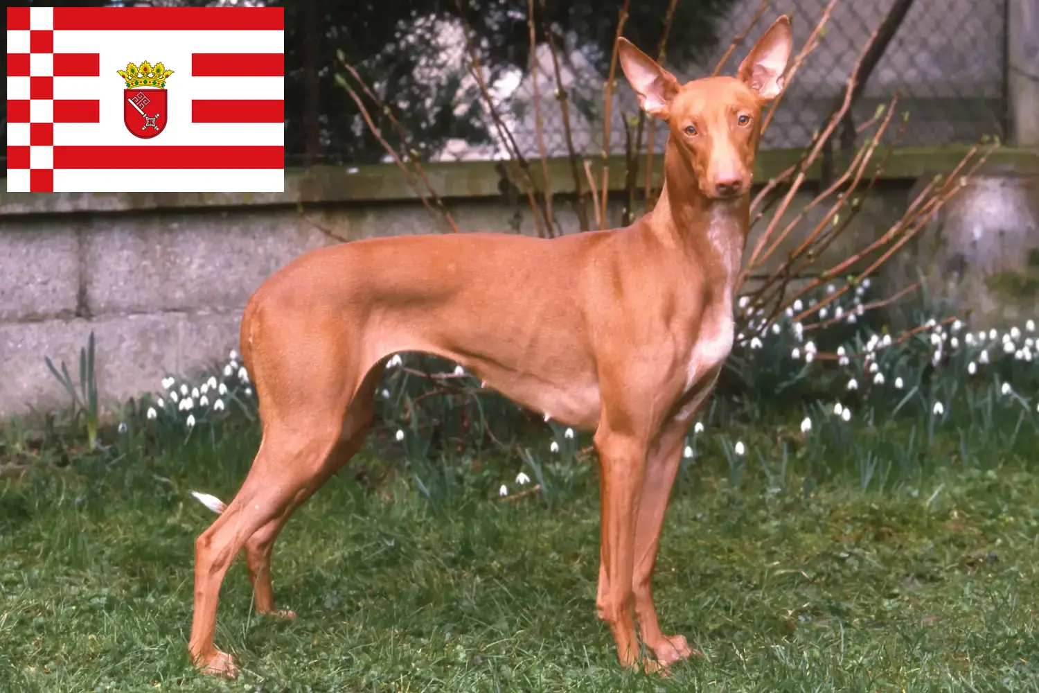 Read more about the article Bremen’de Firavun köpeği yetiştiricisi ve yavruları