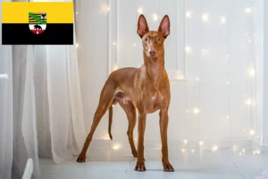 Read more about the article Saksonya-Anhalt’daki Firavun köpeği yetiştiricileri ve yavruları