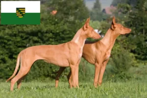 Read more about the article Saksonya’daki Firavun köpeği yetiştiricileri ve yavruları