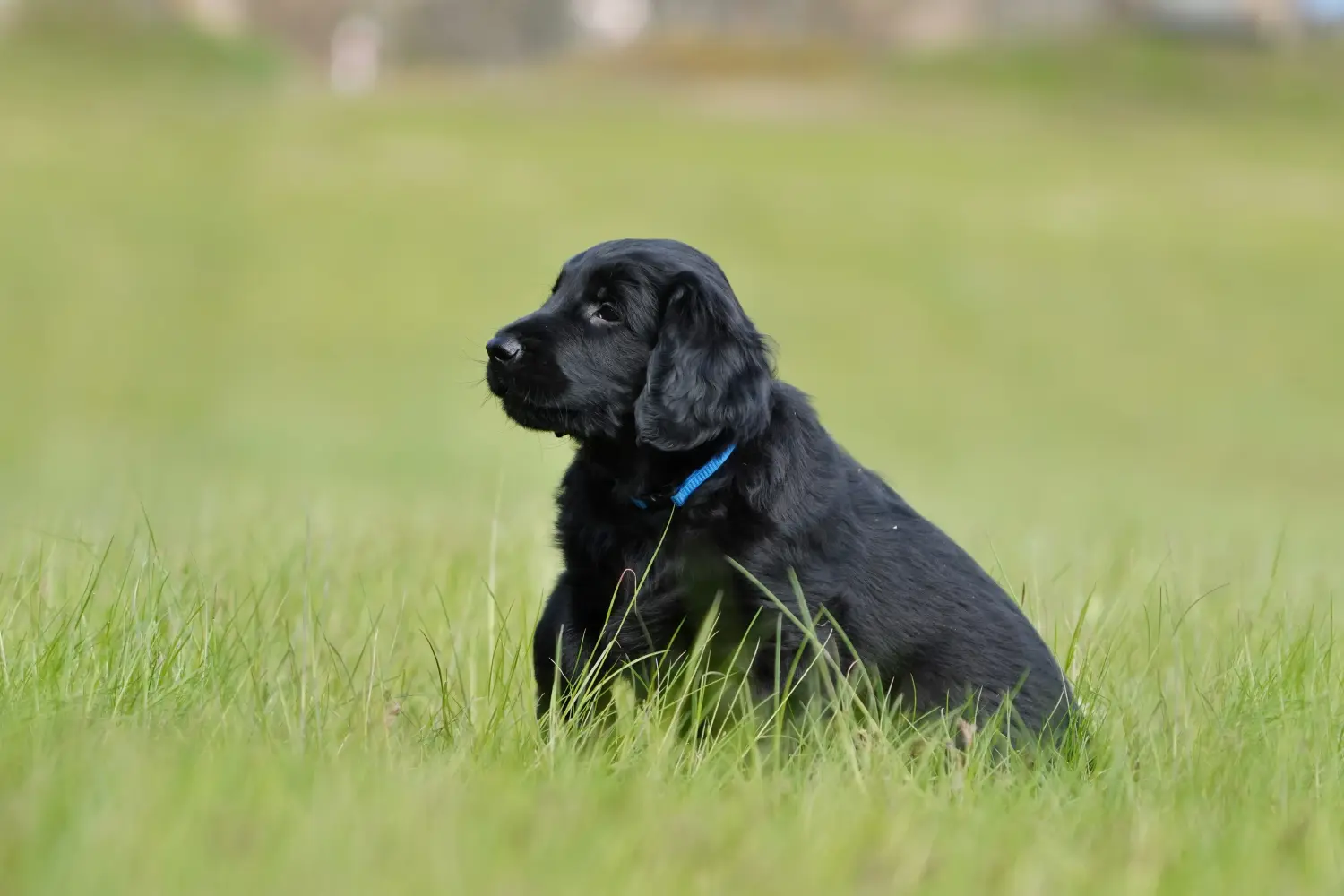 Bir Flat Coated Retriever yavrusu satın almak sorumluluk almak demektir! Flat Coated Retriever yavru köpek satın alın.