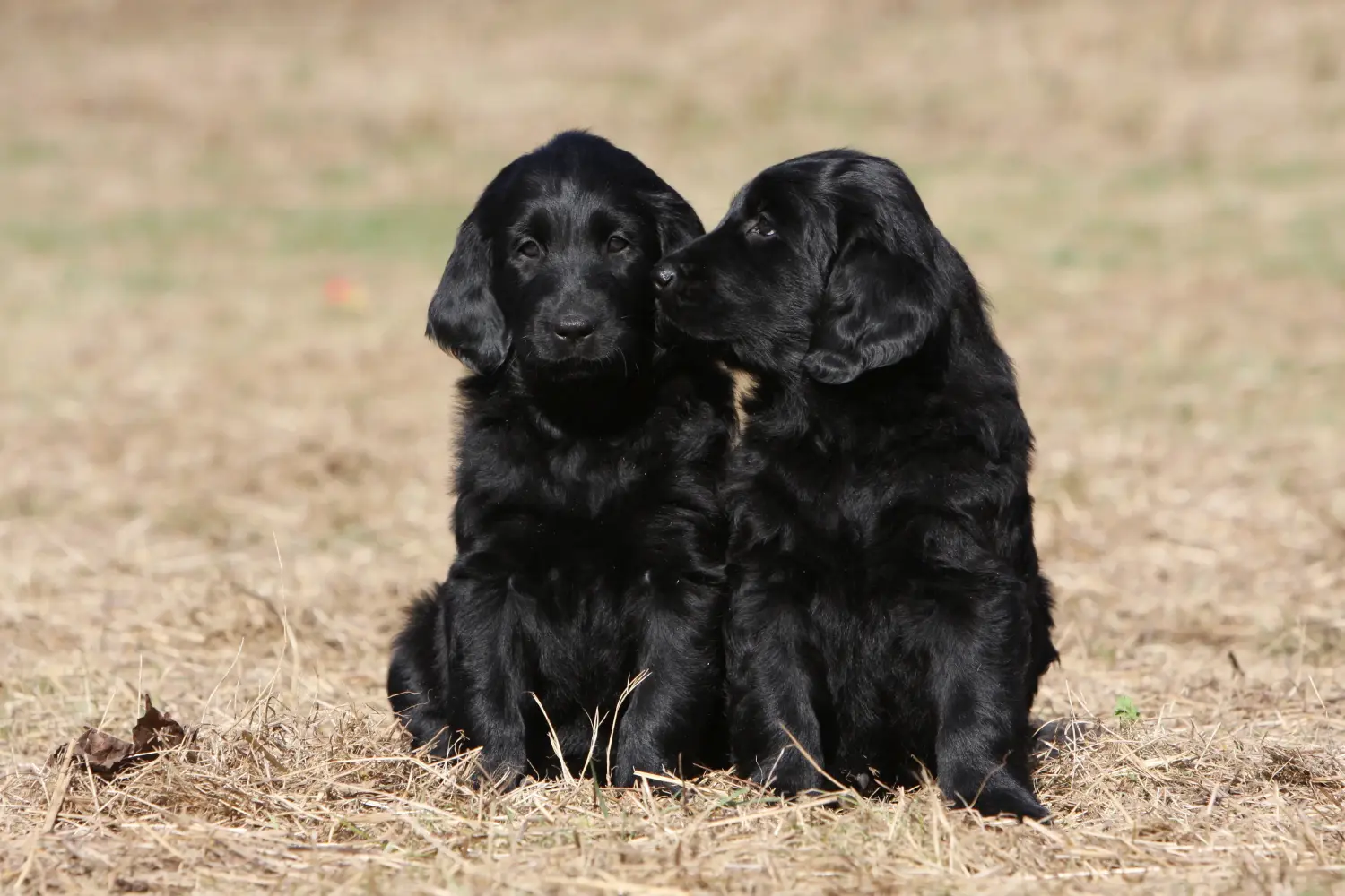Bir Flat Coated Retriever yavrusu satın almak sorumluluk almak demektir! Flat Coated Retriever yavru köpek satın alın.
