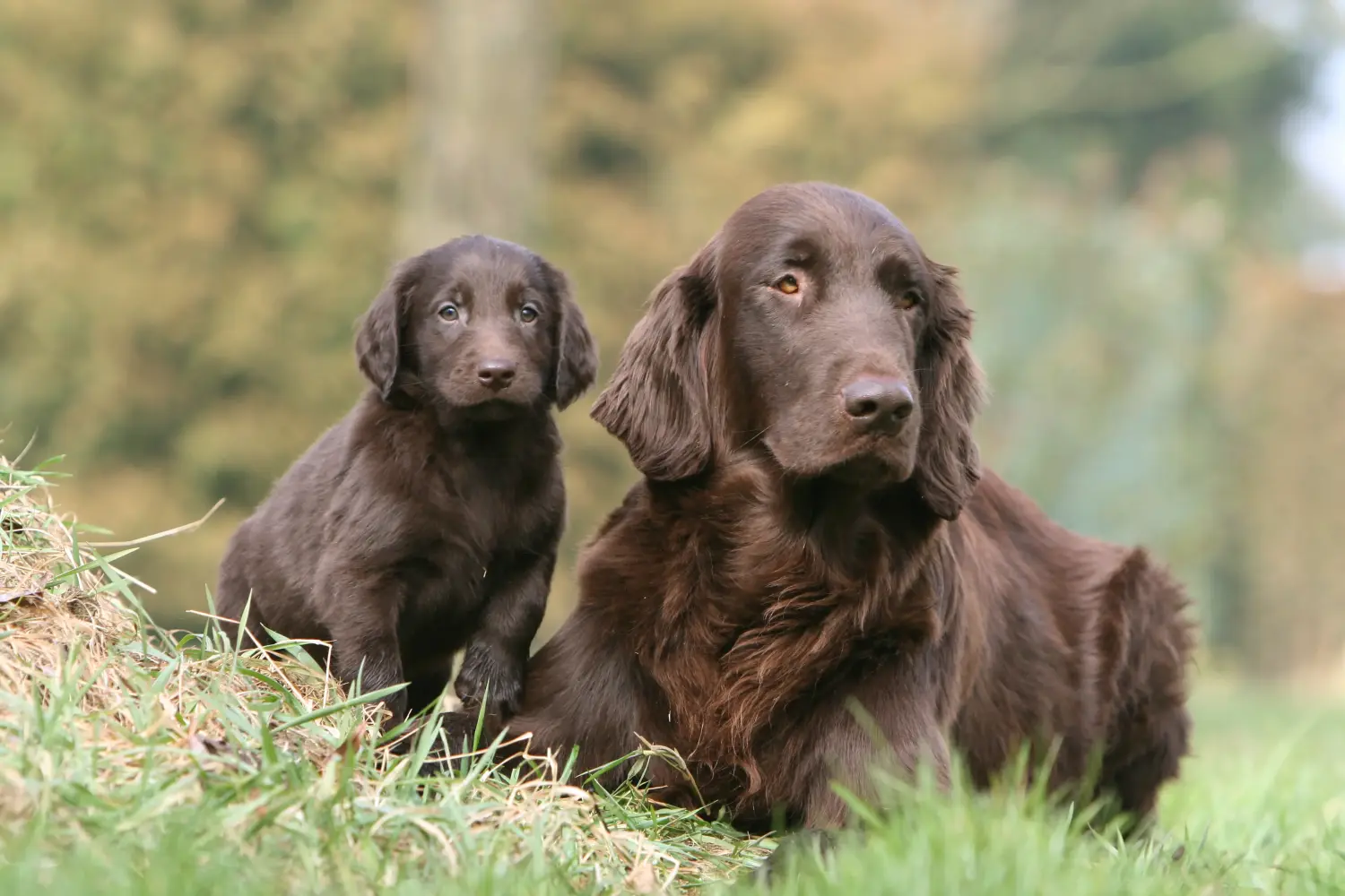 Bir Flat Coated Retriever yavrusu satın almak sorumluluk almak demektir! Flat Coated Retriever yavru köpek satın alın.