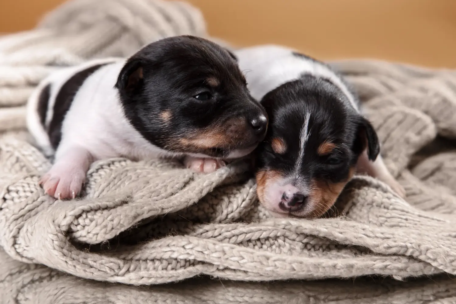 Fox Terrier yavrusu satın almak sorumluluk almak demektir! Fox Terrier yavruları satın alın.