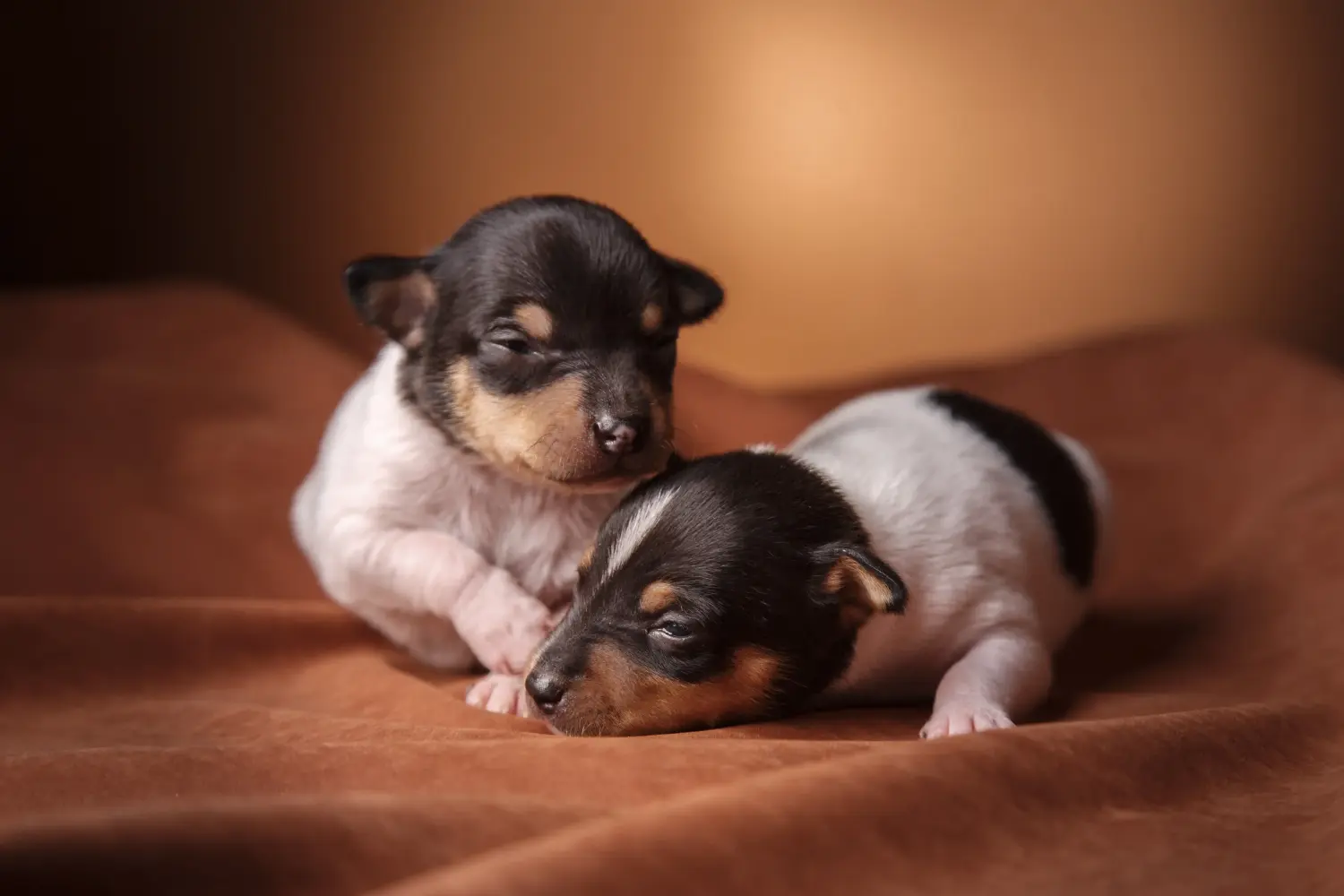 Fox Terrier yavrusu satın almak sorumluluk almak demektir! Fox Terrier yavruları satın alın.