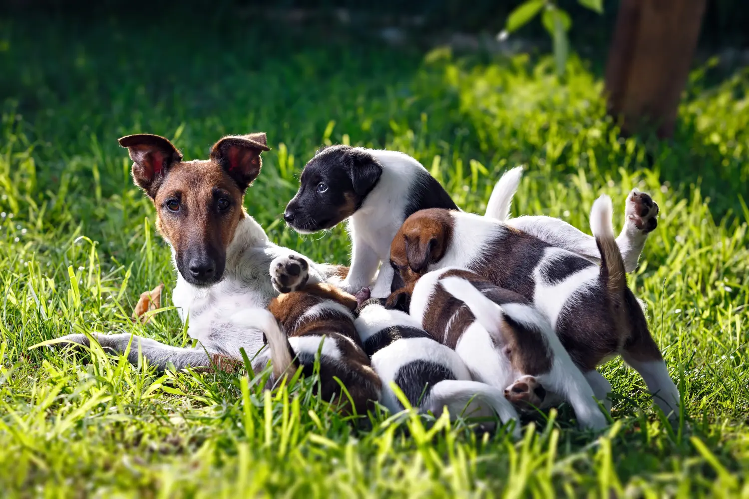 Fox Terrier yavrusu satın almak sorumluluk almak demektir! Fox Terrier yavruları satın alın.