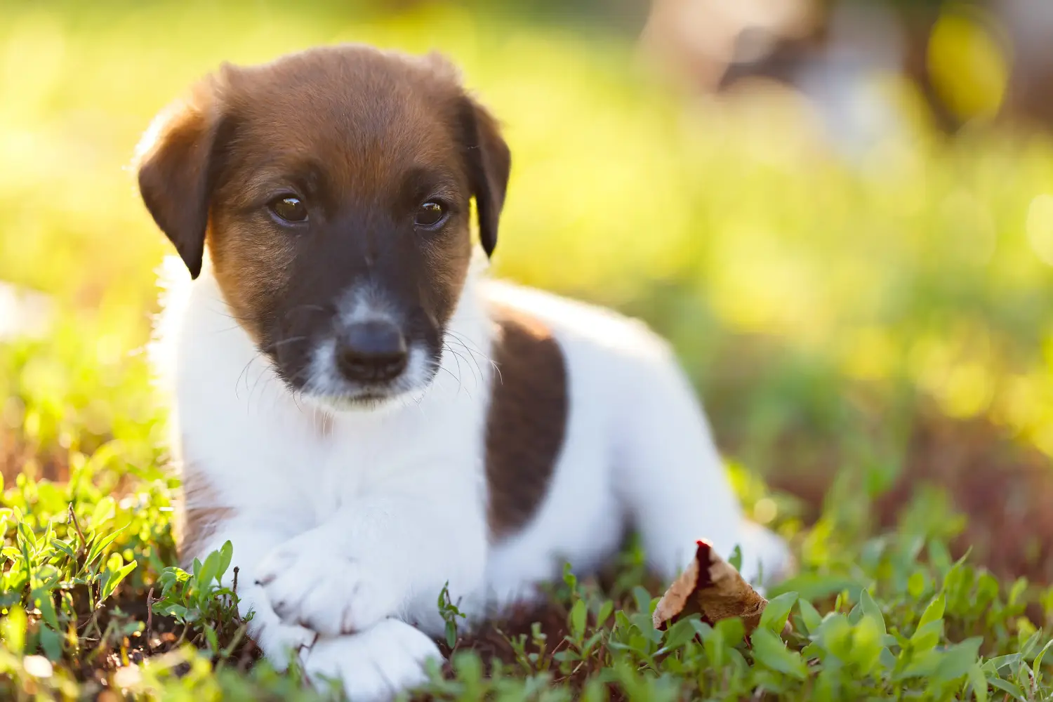 Fox Terrier yavrusu satın almak sorumluluk almak demektir! Fox Terrier yavruları satın alın.