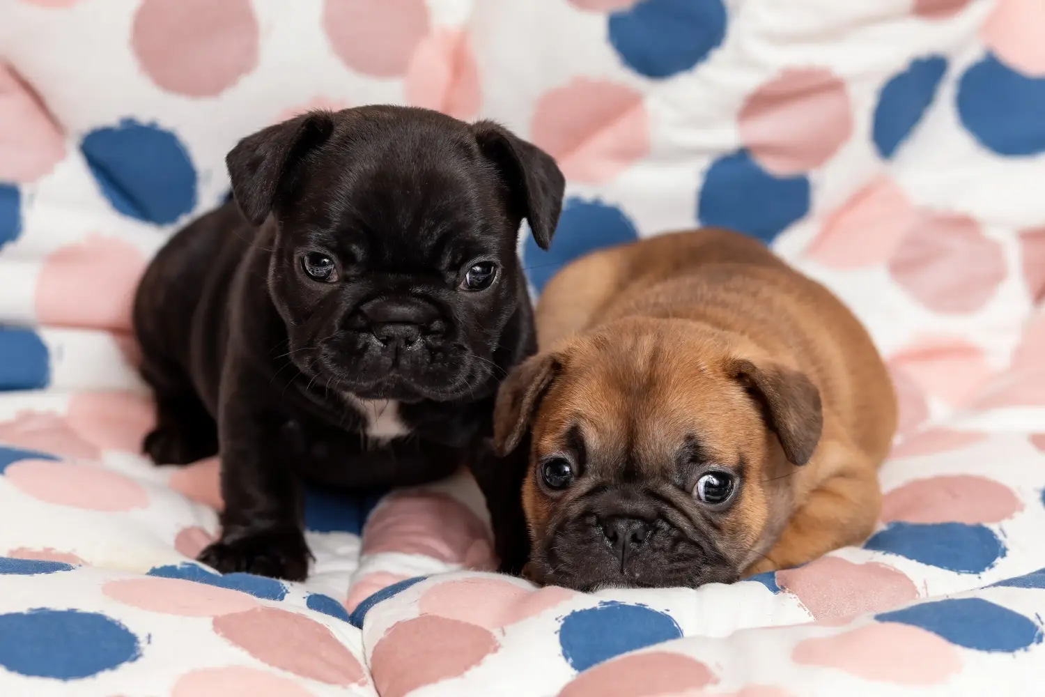 Yavru bir Fransız Bulldog köpeği satın almak sorumluluk almak demektir! Fransız Bulldog yavruları satın alın.