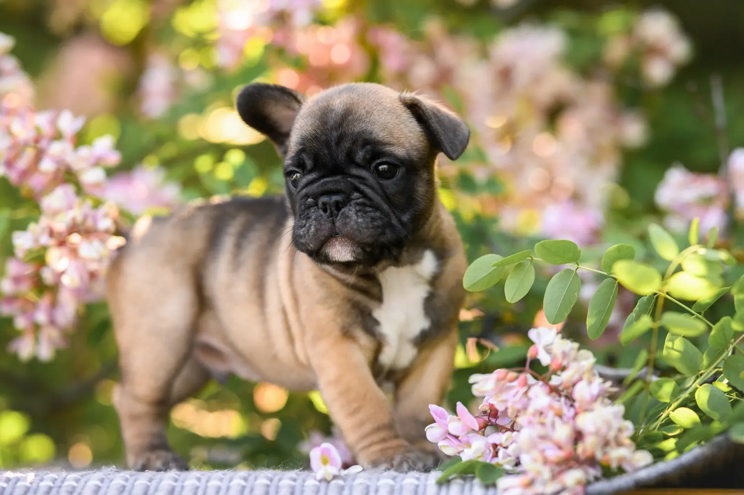 Yavru bir Fransız Bulldog köpeği satın almak sorumluluk almak demektir! Fransız Bulldog yavruları satın alın.