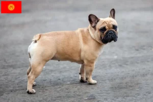 Read more about the article Kırgızistan’da Fransız Bulldog yetiştiricileri ve köpek yavruları
