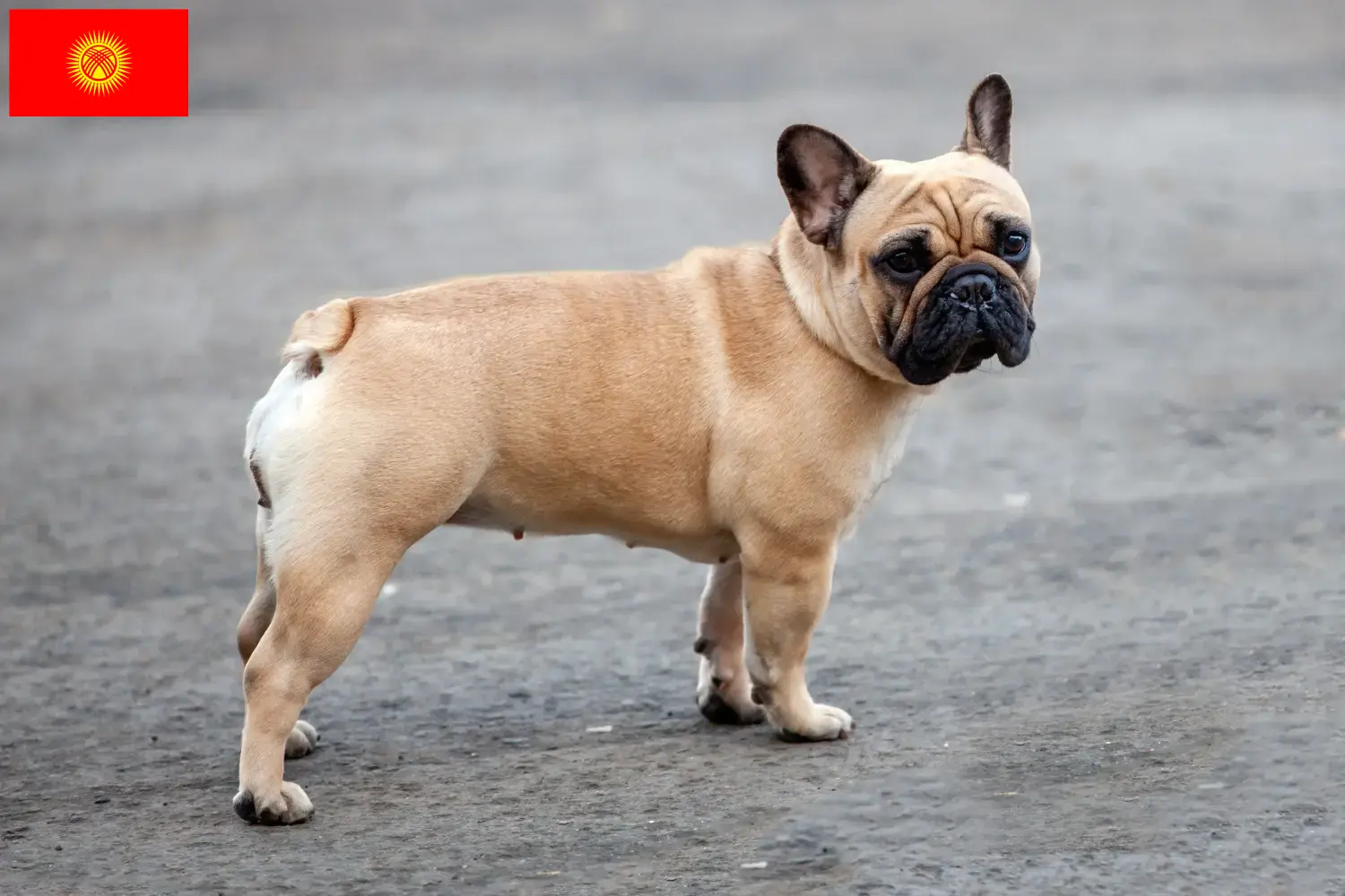 Read more about the article Kırgızistan’da Fransız Bulldog yetiştiricileri ve köpek yavruları