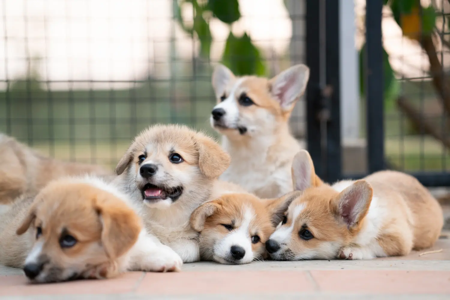 Welsh Corgi yavrusu satın almak sorumluluk almak demektir! Welsh Corgi yavruları satın alın.