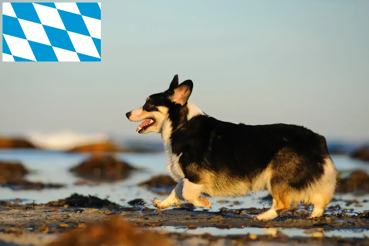 Gal Corgi yavru köpek ve yetiştiricileri Bavyera Burada Bavyera'daki Gal Corgis yetiştiricilerini bulacaksınız.