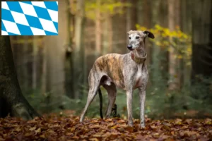 Read more about the article Bavyera’da Galgo Espanol yetiştiricileri ve köpek yavruları
