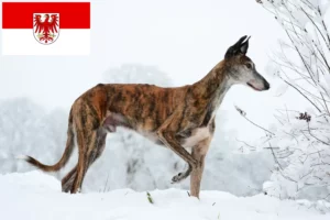 Read more about the article Brandenburg’da Galgo Espanol yetiştiricileri ve köpek yavruları