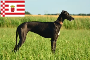 Read more about the article Bremen’de Galgo Espanol yetiştiricileri ve köpek yavruları