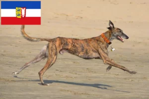 Read more about the article Schleswig-Holstein’da Galgo Espanol yetiştiricileri ve köpek yavruları