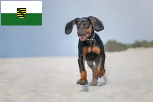Read more about the article Saksonya’daki Gończy Polski yetiştiricileri ve köpek yavruları